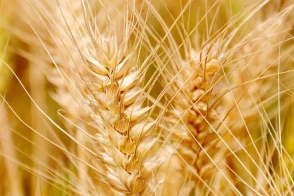 济麦55小麦品种介绍