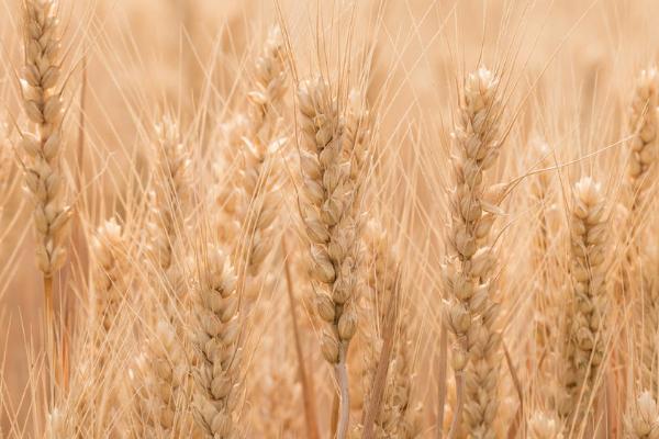 山农981小麦品种