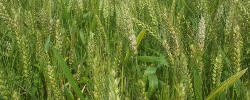 齐民12小麦品种特征特性，附简介