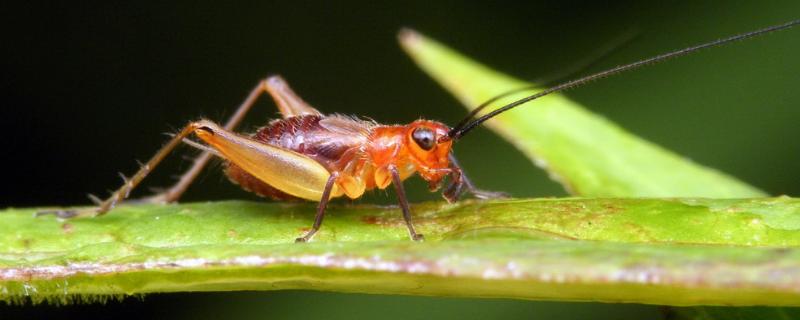 什么药能杀死蟋蟀快又狠，蟋蟀和蝈蝈的区别