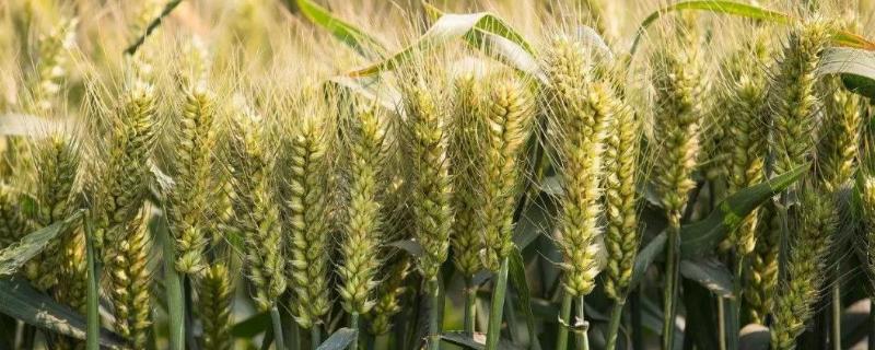 西农836小麦品种介绍