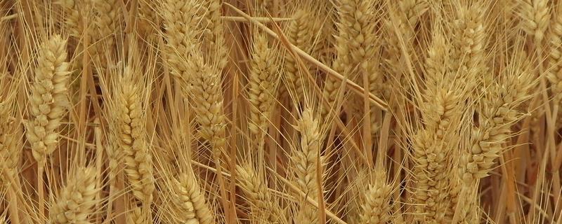 安科1701小麦品种