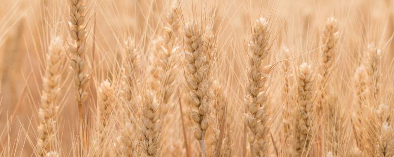 众麦998小麦品种介绍