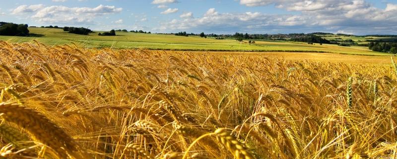 红地95小麦品种介绍