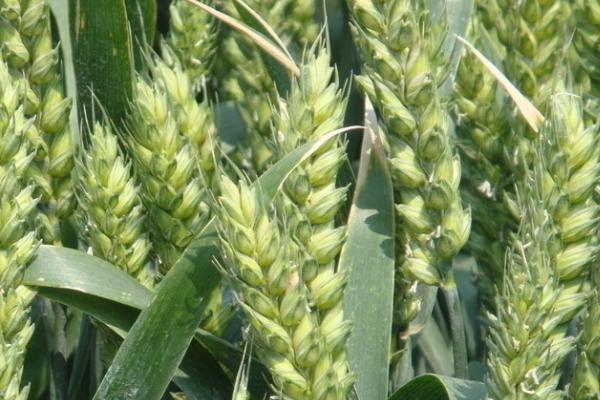 济麦44小麦品种介绍