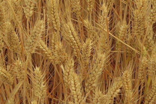 适合山东种植的小麦高产品种