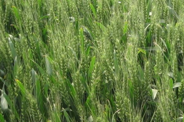 衡h1217小麦品种