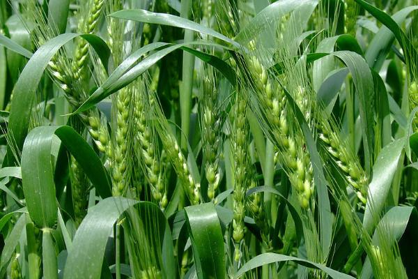 中育1211小麦品种