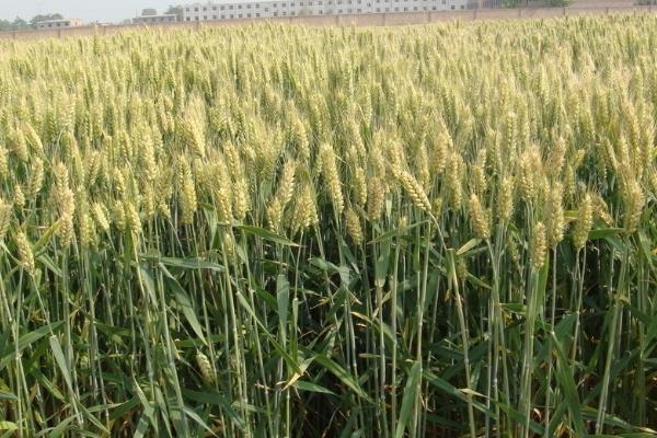 中育1211小麦品种