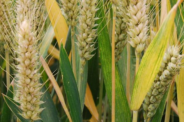 山农40小麦品种特征与产量
