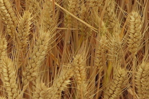 山农40小麦品种特征与产量