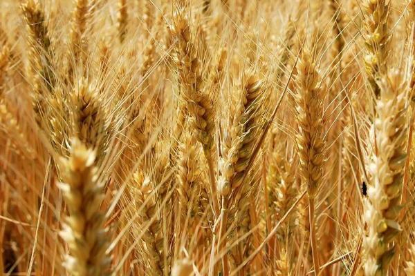农大3432小麦品种