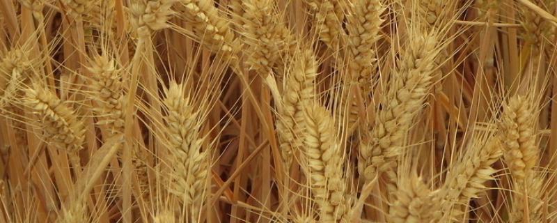 山农40小麦品种介绍