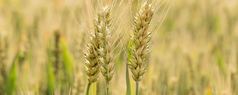 优质强筋小麦品种有哪些品种