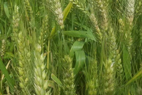 优质强筋小麦品种有哪些品种