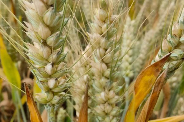 扬麦25小麦品种介绍