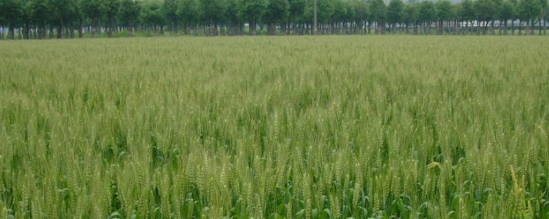 石优20小麦品种介绍