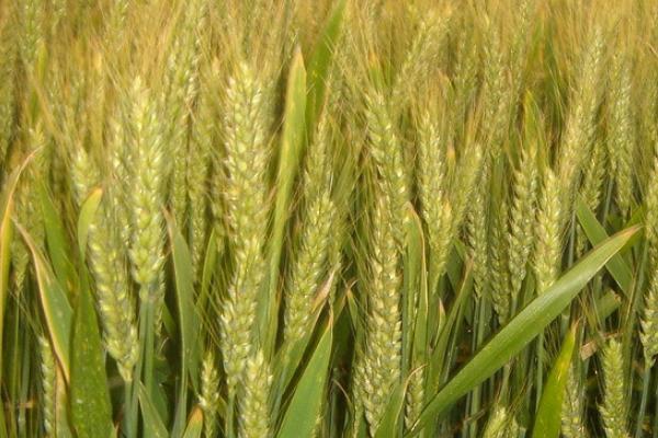 百农207小麦品种介绍