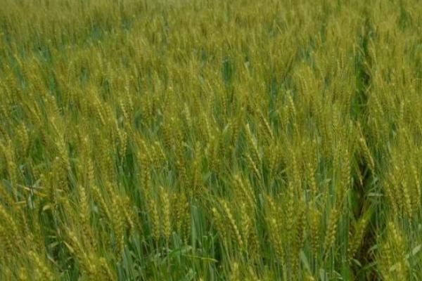西农99小麦品种