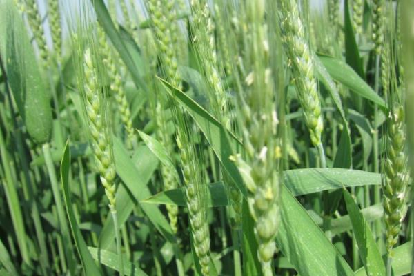 中育9302小麦品种
