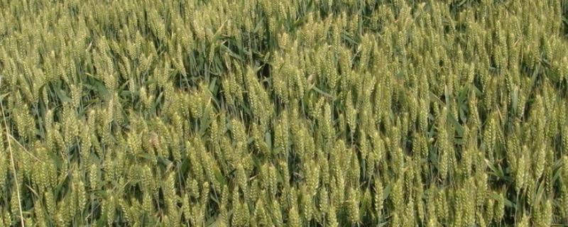 泰农33小麦品种介绍