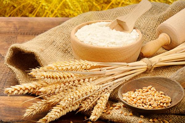 小麦高产品种