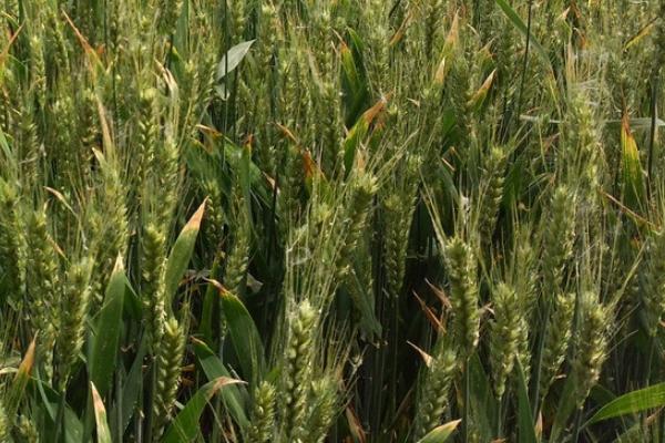 泰农19小麦品种简介图片