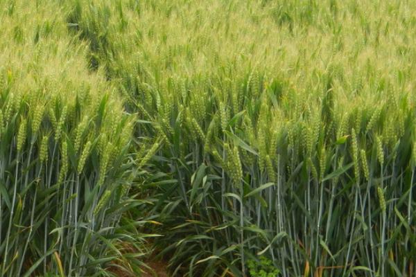 藁优5766小麦品种