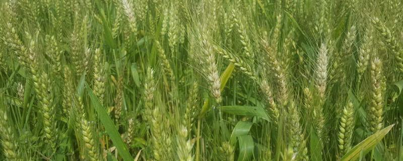 龙麦88小麦品种
