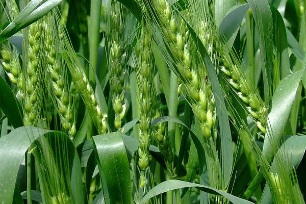 龙麦88小麦品种