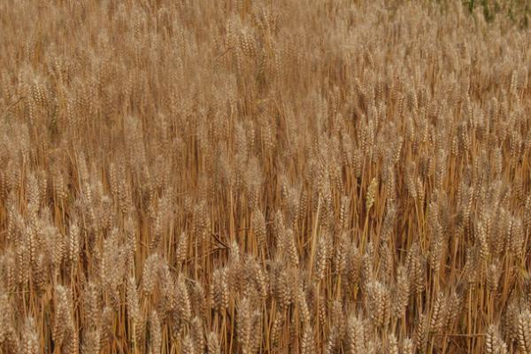 高产小麦品种有哪些