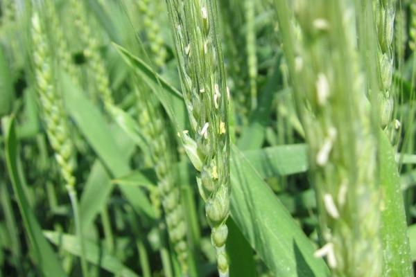 高产小麦品种有哪些