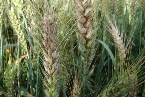 陕西高产小麦品种有哪些