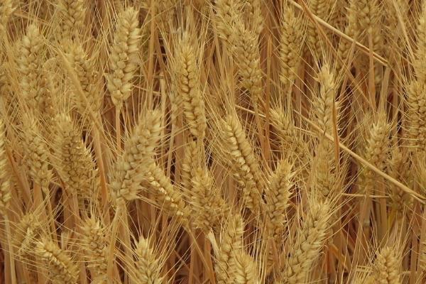 峰川18小麦品种介绍