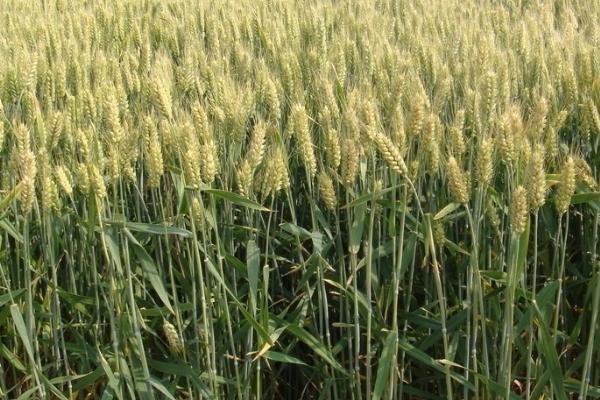 中麦23小麦品种介绍