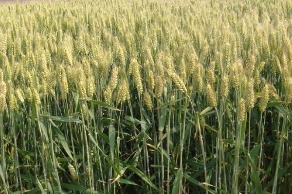 最高产的小麦品种