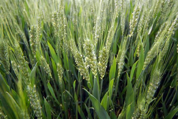 2021年国审小麦新品种