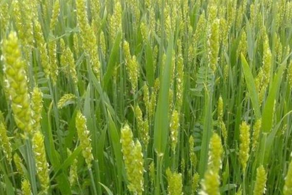 2021年国审小麦新品种