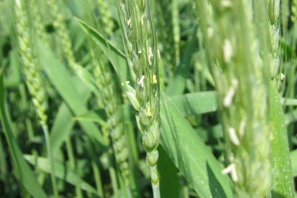 菏麦29小麦品种介绍