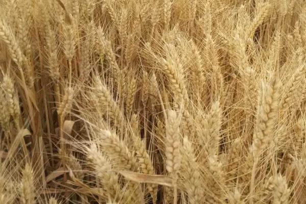 菏麦29小麦品种介绍