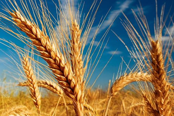 西农836小麦品种介绍