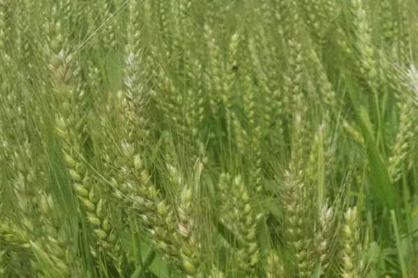 囤麦127小麦品种介绍
