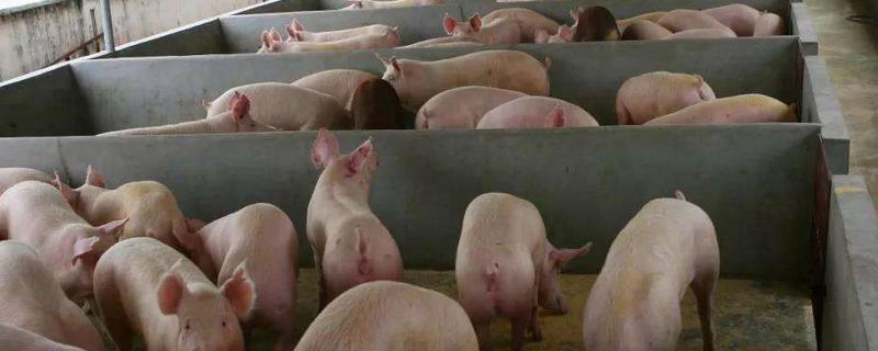 养猪属于农业生产吗，农业生产是第几产业