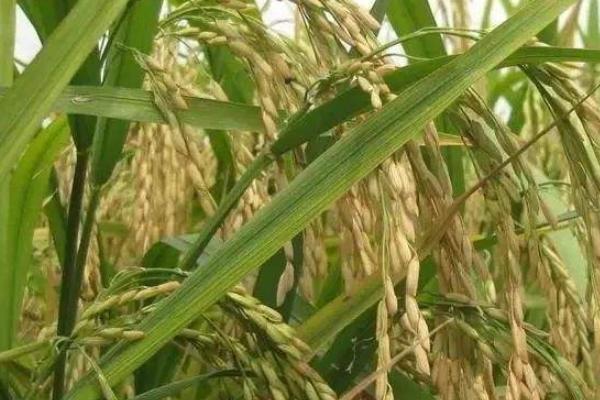 吉农大673水稻品种