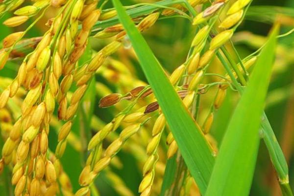 天育809水稻品种介绍