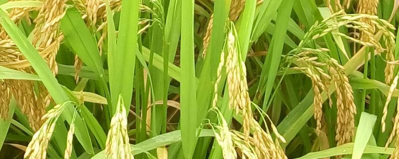 天育809水稻品种介绍