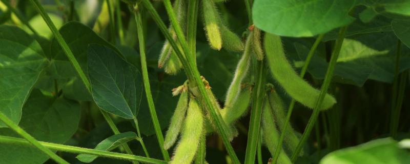 抗除草剂大豆属于转基因植物吗，大豆品种有哪些