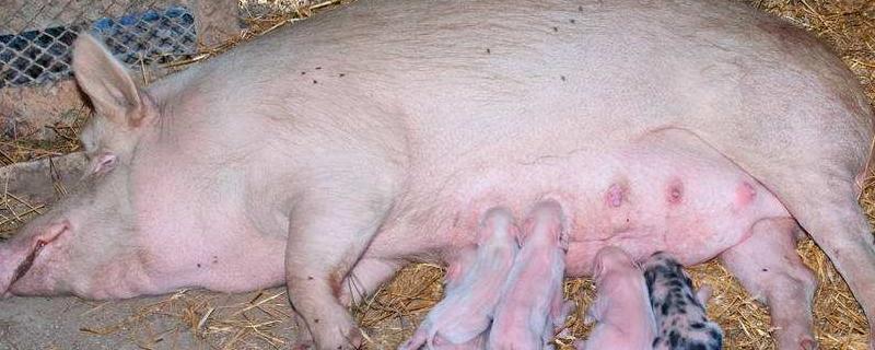 人工配种母猪应该怎么操作，附注意事项