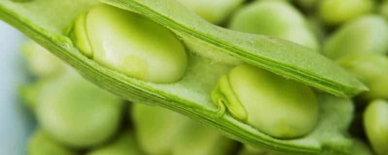 蚕豆为什么叫蚕豆呢，是粗粮还是细粮