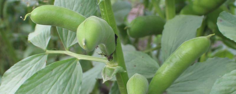 蚕豆可以移栽吗，一亩地能产多少斤